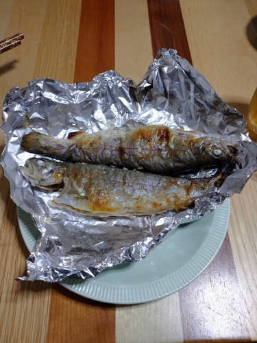 ニジマスの釣果