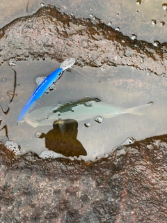 ショゴの釣果