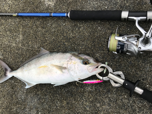 ショゴの釣果