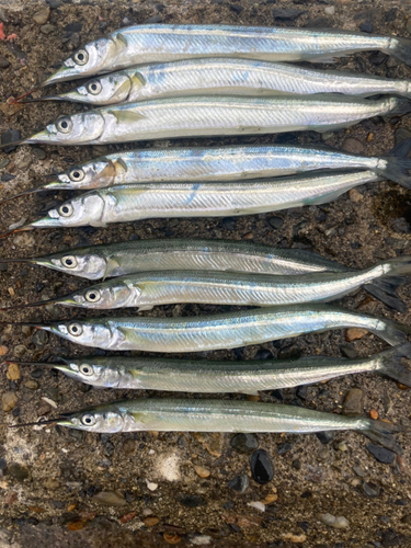 サヨリの釣果