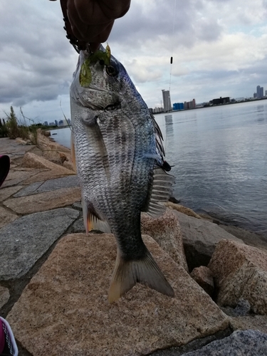 キビレの釣果