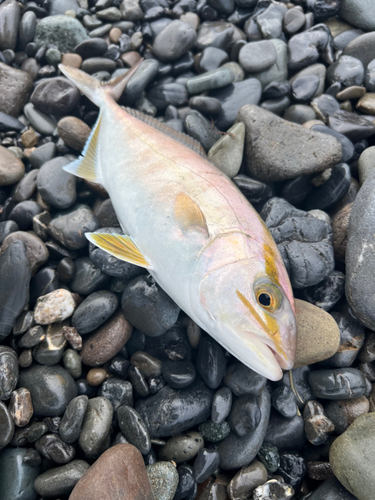 ショゴの釣果