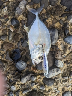 メッキの釣果