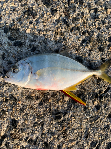 ギンガメアジの釣果