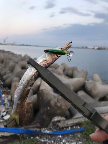 カマスの釣果