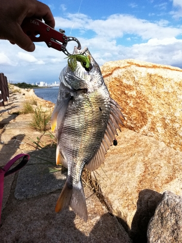 キビレの釣果