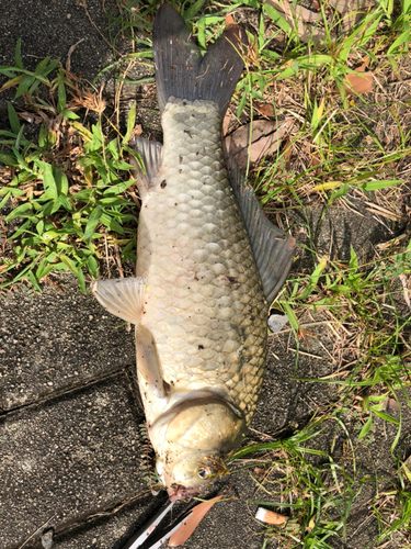 フナの釣果