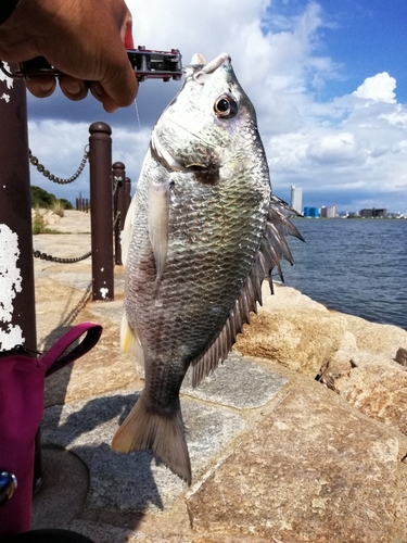 キビレの釣果