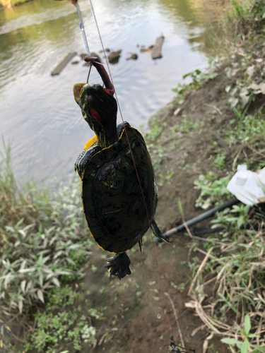 フナの釣果