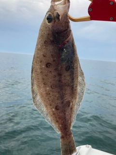 カレイの釣果