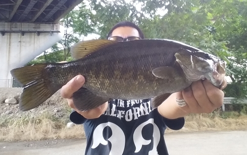 スモールマウスバスの釣果