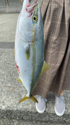 ツバスの釣果