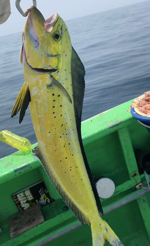 シイラの釣果