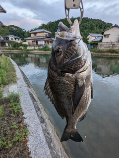 チヌの釣果