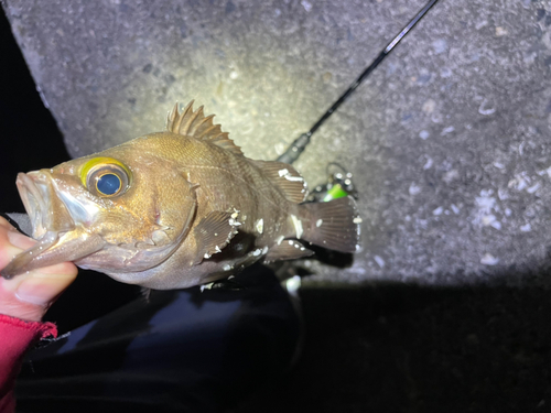 メバルの釣果