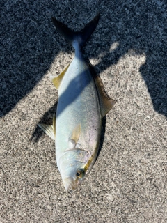 ショゴの釣果