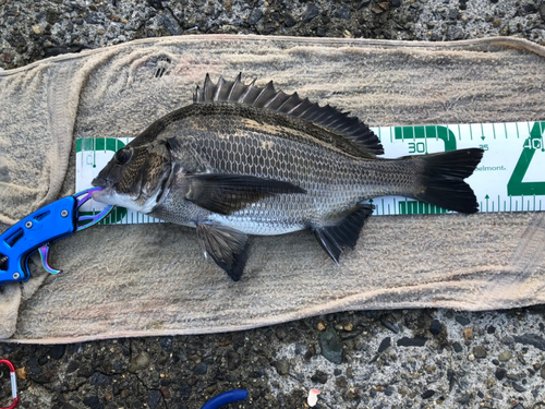 クロダイの釣果