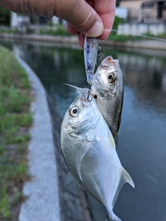 メッキの釣果