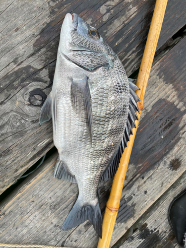 クロダイの釣果