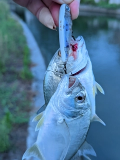 メッキの釣果