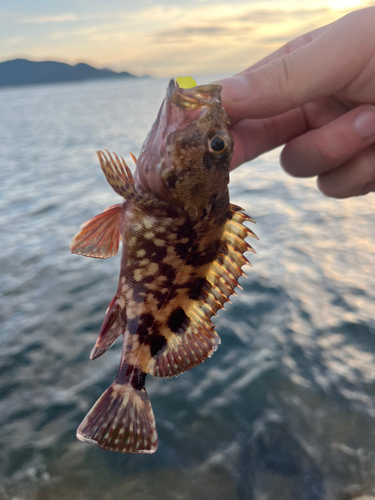 カサゴの釣果