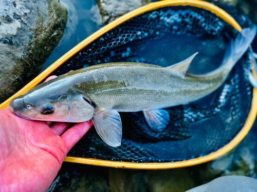 エゾウグイの釣果