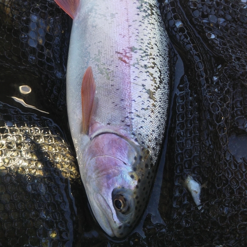 ニジマスの釣果