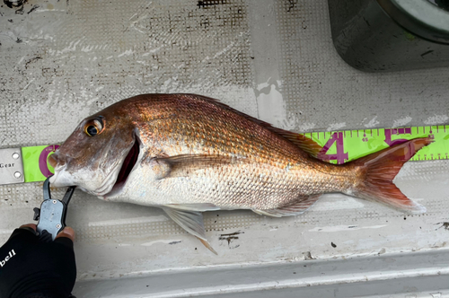 マダイの釣果