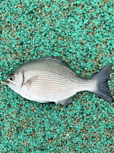 イスズミの釣果