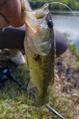 ブラックバスの釣果