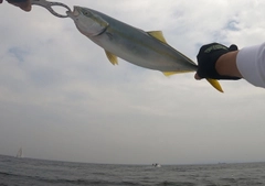 イナダの釣果