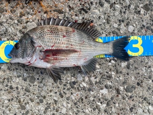 クロダイの釣果