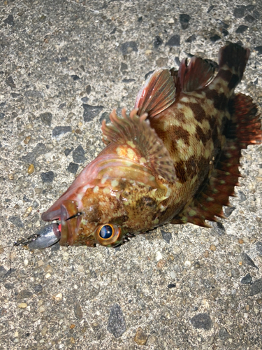 カサゴの釣果