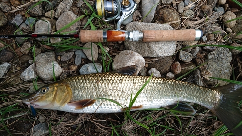 ニゴイの釣果