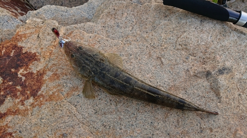 マゴチの釣果