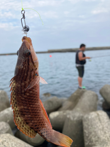 キュウセンの釣果