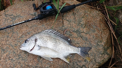 キビレの釣果