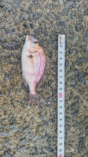 ババタレの釣果