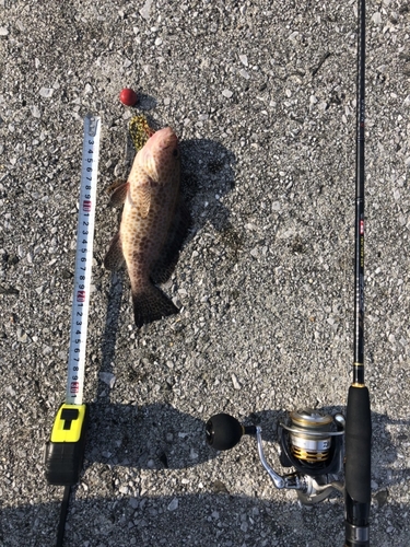 オオモンハタの釣果