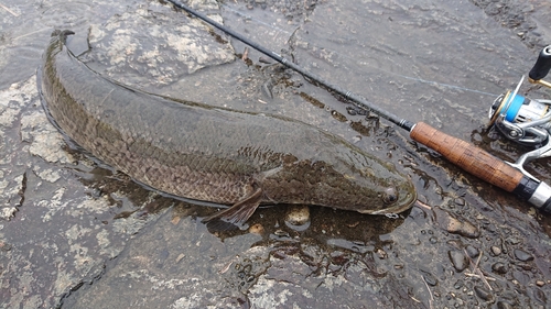 ライギョの釣果