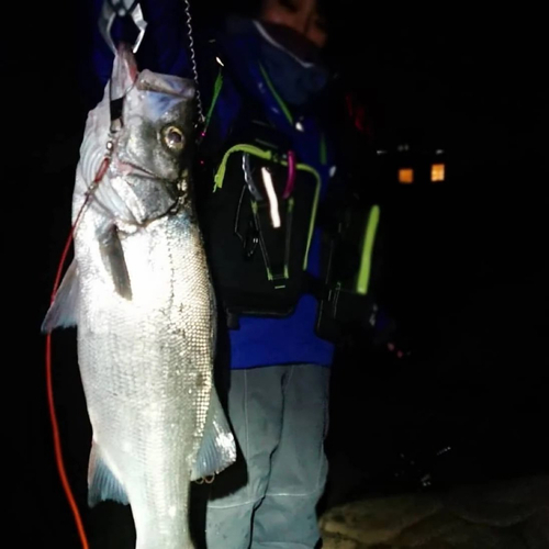 ヒラスズキの釣果