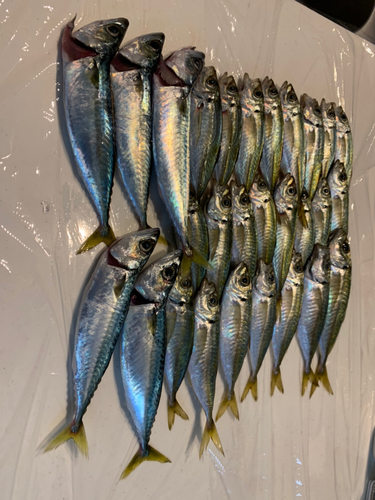 アジの釣果