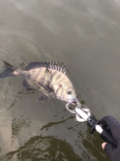 チヌの釣果