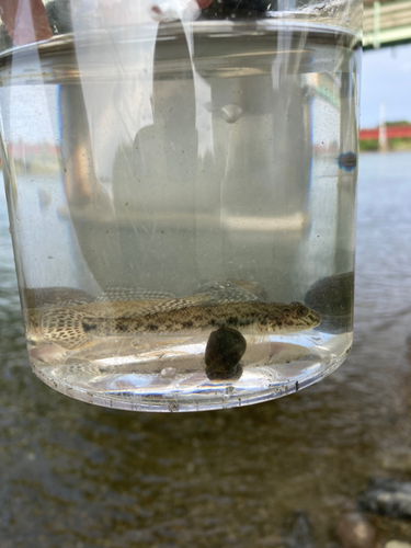 マハゼの釣果