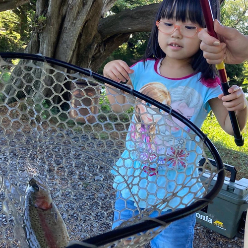 ニジマスの釣果