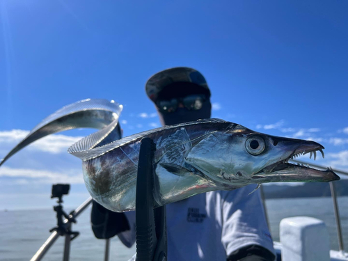 タチウオの釣果