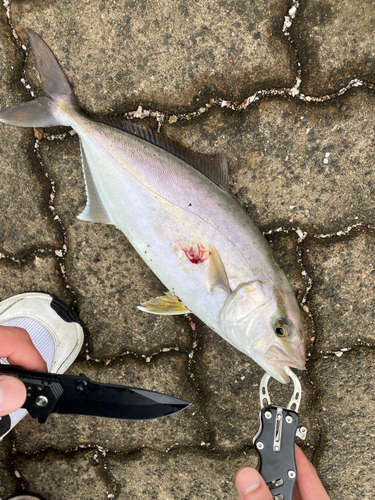 シオの釣果