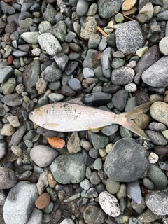 コノシロの釣果