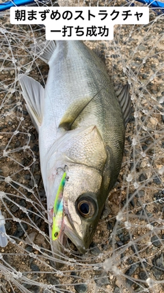 シーバスの釣果