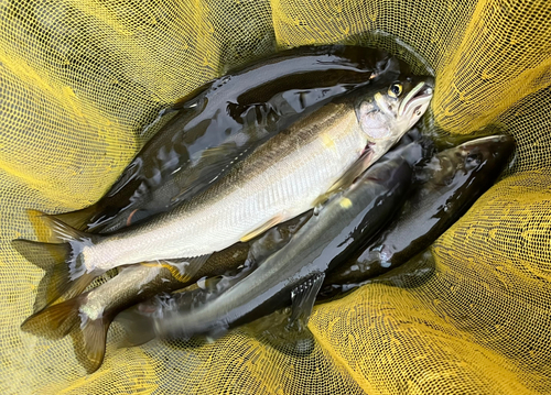 アユの釣果